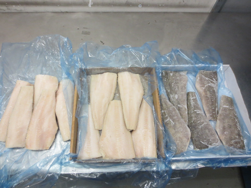 海關首檢獲疑非法進口犬牙魚 犬牙南極魚受歡迎 營養價值有幾高