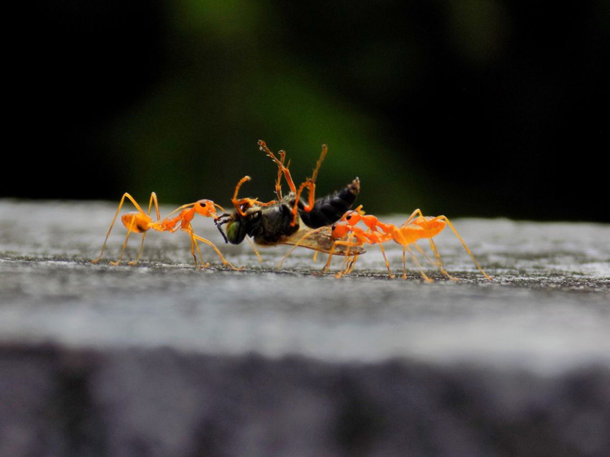 入侵紅火蟻-過敏-腎上線素自助注射器-救命針-叮咬-處理方法-香港財經時報HKBT