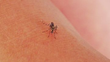 研究, 蚊子是欺善怕惡, 被蚊叮因你太善良, 惹蚊, 驅蚊產品使用注意, 香港財經時報