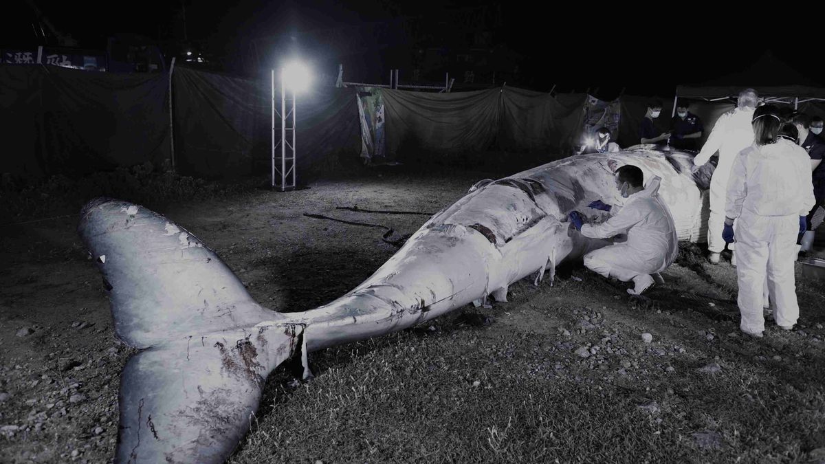 漁護署, 親子教育, 部分鯨魚屍體會在萬宜水庫西壩附近掩埋, 腐化後運海洋公園做標本, 香港財經時報