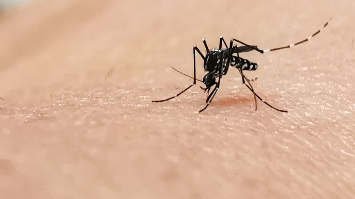 10月份白紋伊蚊誘蚊器指數再回落, 64個監察地區均低過警戒線, 香港財經時報