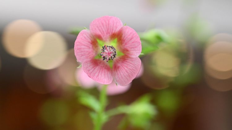 小木槿的淺粉紅色花朵小巧精緻, 香港財經時報