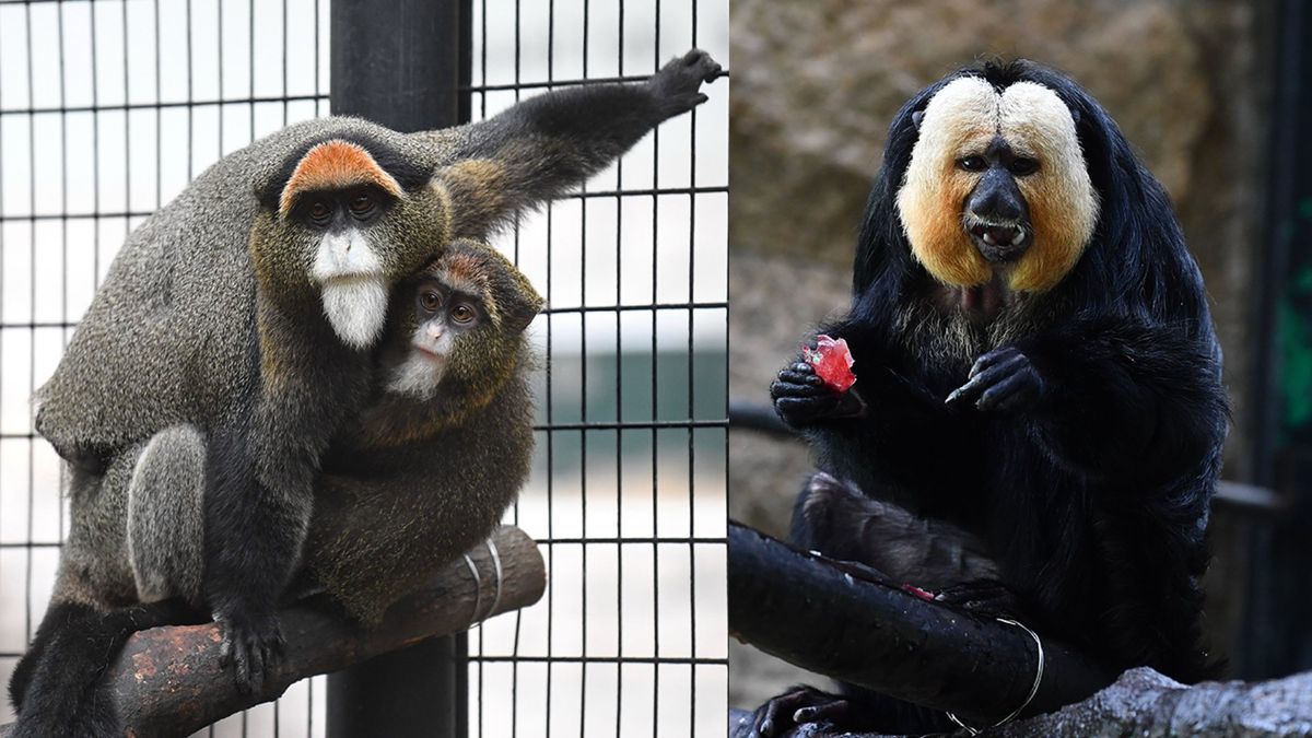 香港動植物公園8隻動物死亡, 今日起暫停開放園內哺乳類動物區