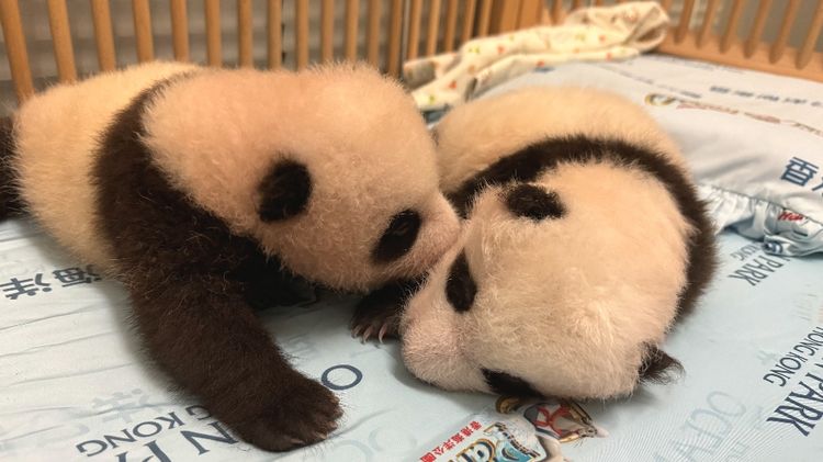 海洋公園大熊貓之旅11月23起重開, 百日慶典免費派紅雞蛋及豬腳薑醋, 香港財經時報