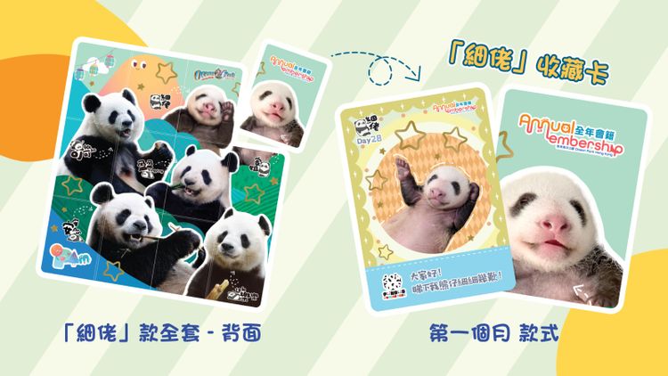 海洋公園大熊貓之旅11月23起重開, 百日慶典免費派紅雞蛋及豬腳薑醋, 香港財經時報