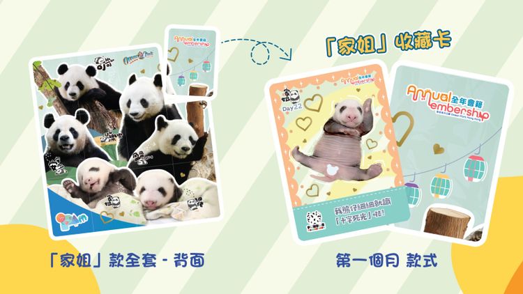 海洋公園大熊貓之旅11月23起重開, 百日慶典免費派紅雞蛋及豬腳薑醋, 香港財經時報