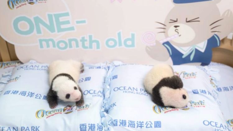 海洋公園, 熊貓, hkbt, 香港財經時報