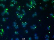 marine microorganism