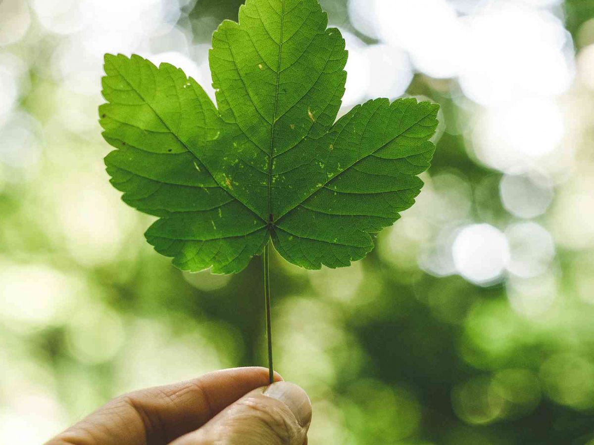 環衞需求穩定 | 碧瑤綠色可吼 | 李慧芬