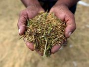 【糧食危機】根據糧食計劃署的報告，今年全世界的飢餓人口將會從2019年的1.35億上升到2.65億，幾乎翻了倍，而那些面對食物匱乏的國家或地區，往往已經有其他災難需要著手解決。