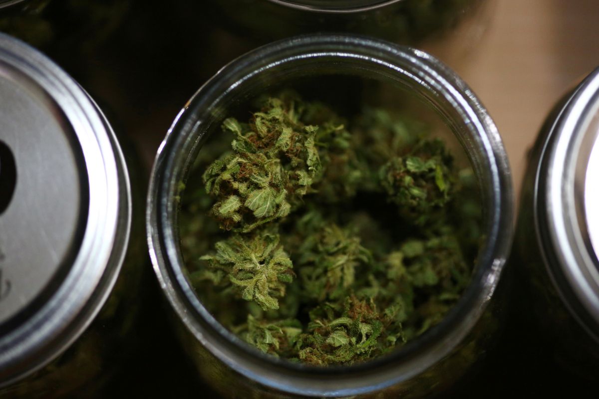 在香港大麻是毒品，但在荷蘭、加拿大、西班牙等地已把大麻合法化，大麻是可作買賣。近日網上流傳芫荽當大麻騙案，該報道被廣傳後，被發現只有一件事是真實。