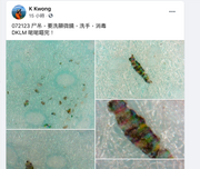 K Kwong驗口罩驚見毛髮加碎昆蟲！一合口罩發聲明：偽劣口罩未經核實來源