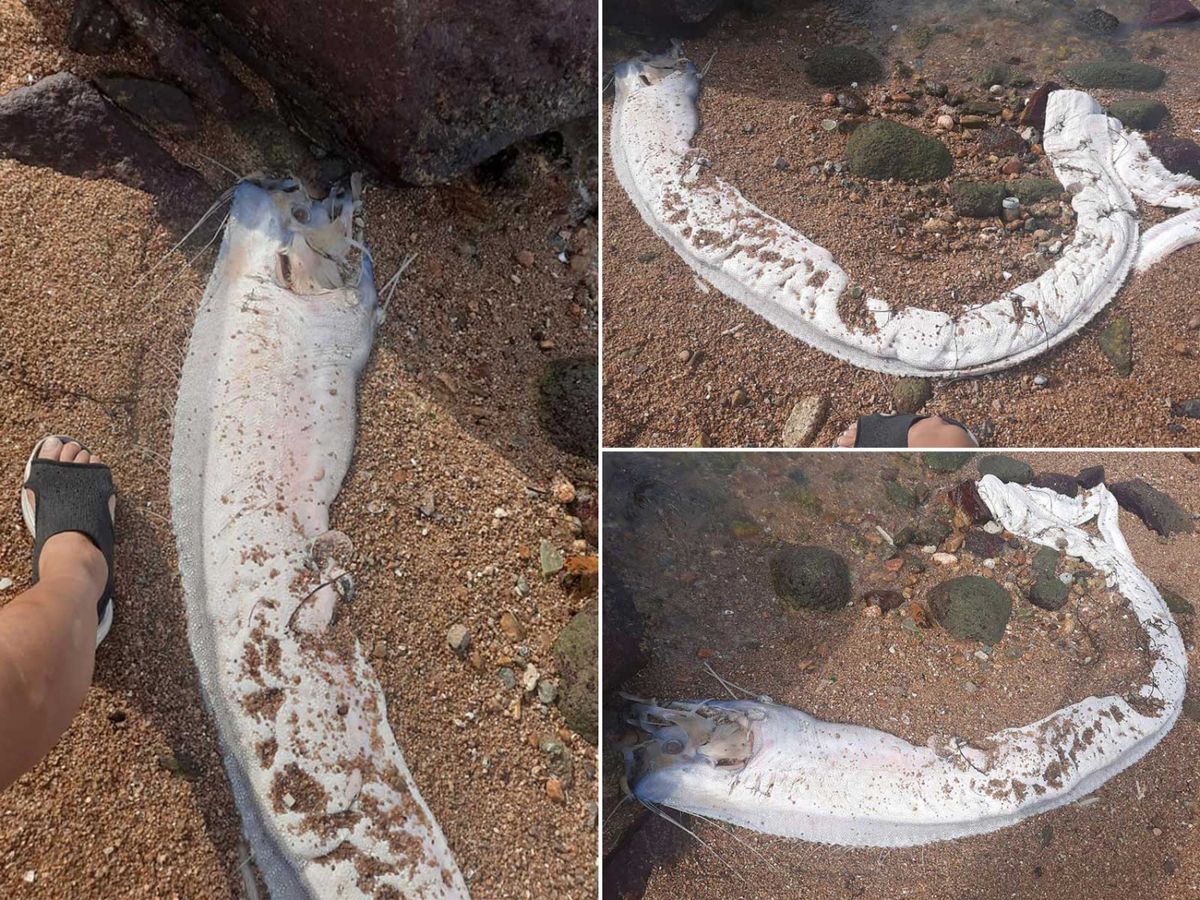 深海地震魚罕見香港水域出沒 | 網民:有大事會發生 | 預測地震有無根據？