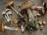 「寶芝堂」牛肝菌摻雜毒菇！食安中心：立即停止食用！選購菇類4大注意