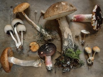 紅磡-聯興記-寶芝堂-牛肝菌-摻雜毒菇-食安中心-立即停止食用-選購菇類注意-香港財經時報HKBT