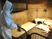 元朗豬場驗出非洲豬瘟病毒｜銷毀240隻豬｜漁護署：無損供應