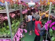 年宵取消｜本地花農：於屋邨賣花嘥時間「應每棵花賠100元補貼損失」