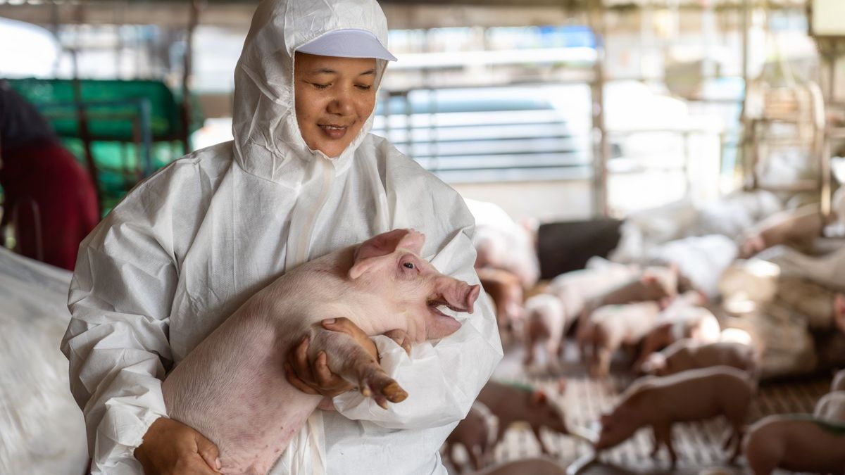 中糧家佳康豬肉銷量升5成、發改委推利好政策｜新目標價4.1元｜有聲有識