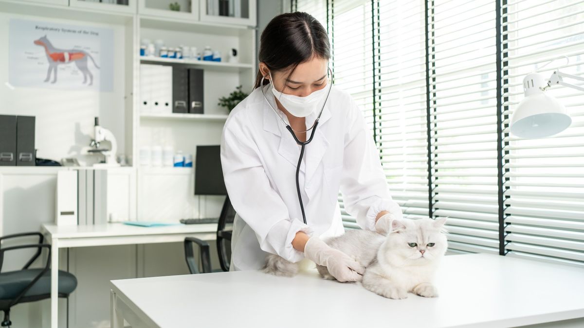 生涯規劃｜獸醫、獸醫助理月薪最高15萬元！香港得1間學校有課程？入職資格＋晉升階梯