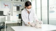 生涯規劃｜獸醫、獸醫助理月薪最高15萬元！香港得1間學校有課程？入職資格＋晉升階梯