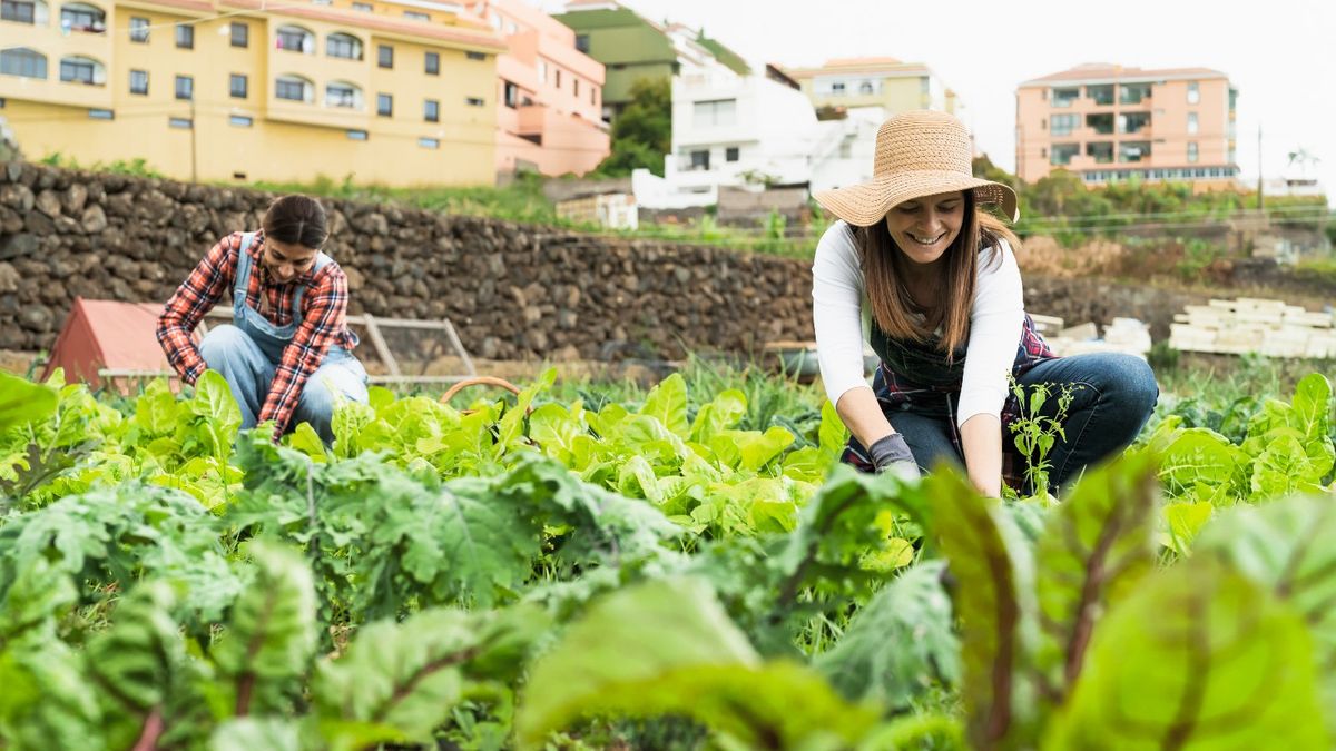 移民英國搵工｜勞工短缺無人採摘蔬果、上半年料已浪費5.6億港元食物！5大最易搵工城市必知