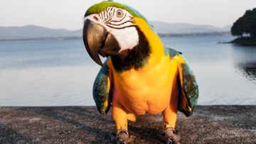 寵物保險, 虛擬保險, onedegree, 龜鳥類寵物保險, 6折優惠, 50元超市禮券, HKBT, 香港財經時報