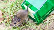 食環署招聘公務員｜見習防治蟲鼠助理員月薪16,295元：毋須大學畢業、負責防治蟲鼠工作｜附申請方法