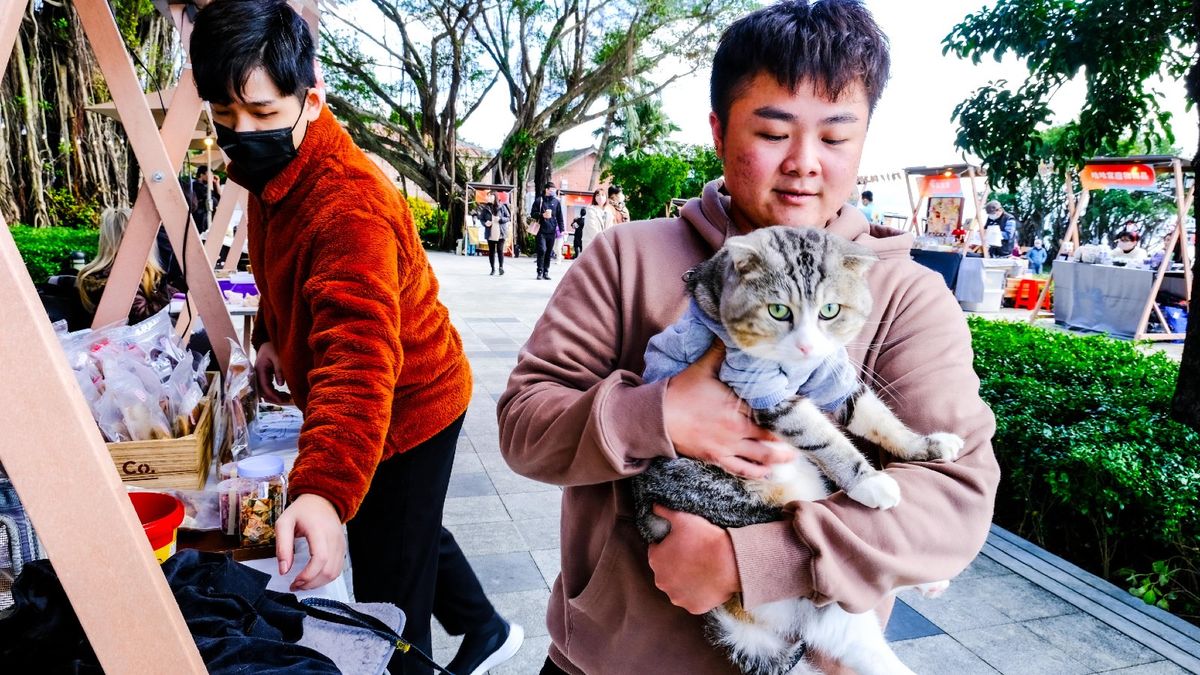 寵物保險懶人包｜7大寵物險比較｜僅2間可保終身｜價錢+保障範圍+投保年齡一覽