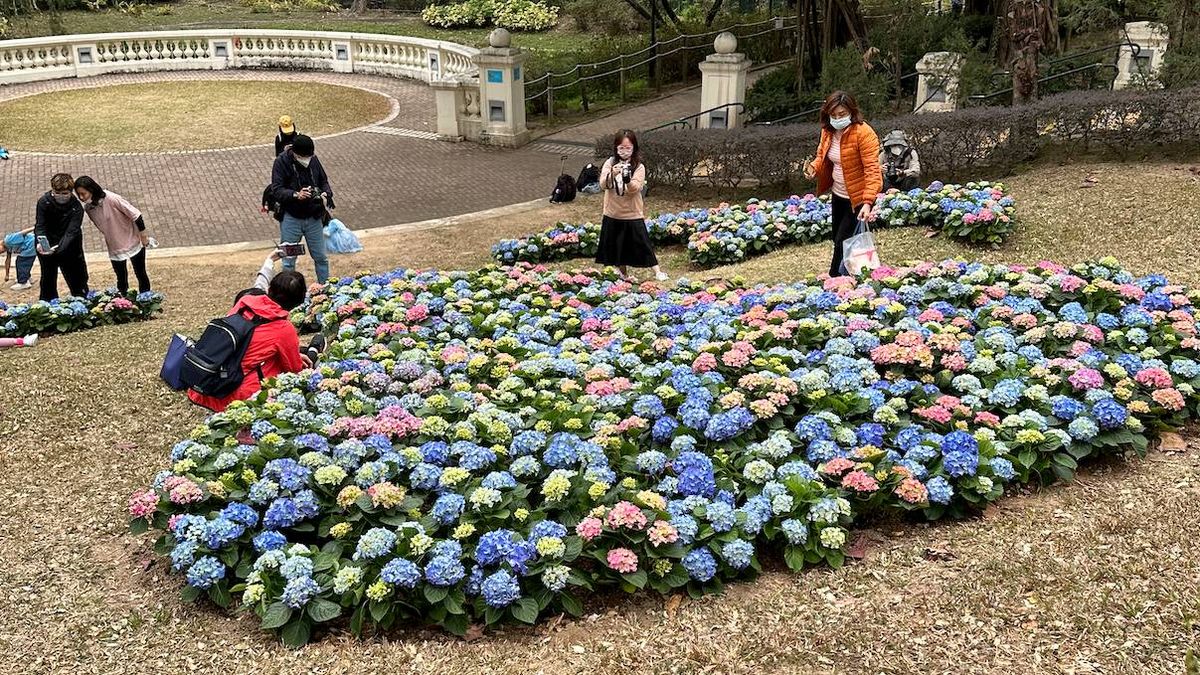 親子好去處｜青衣公園繡球花圃免費打卡！3.10起維園花展收費入場｜附詳情