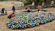 親子好去處｜青衣公園繡球花圃免費打卡！3.10起維園花展收費入場｜附詳情