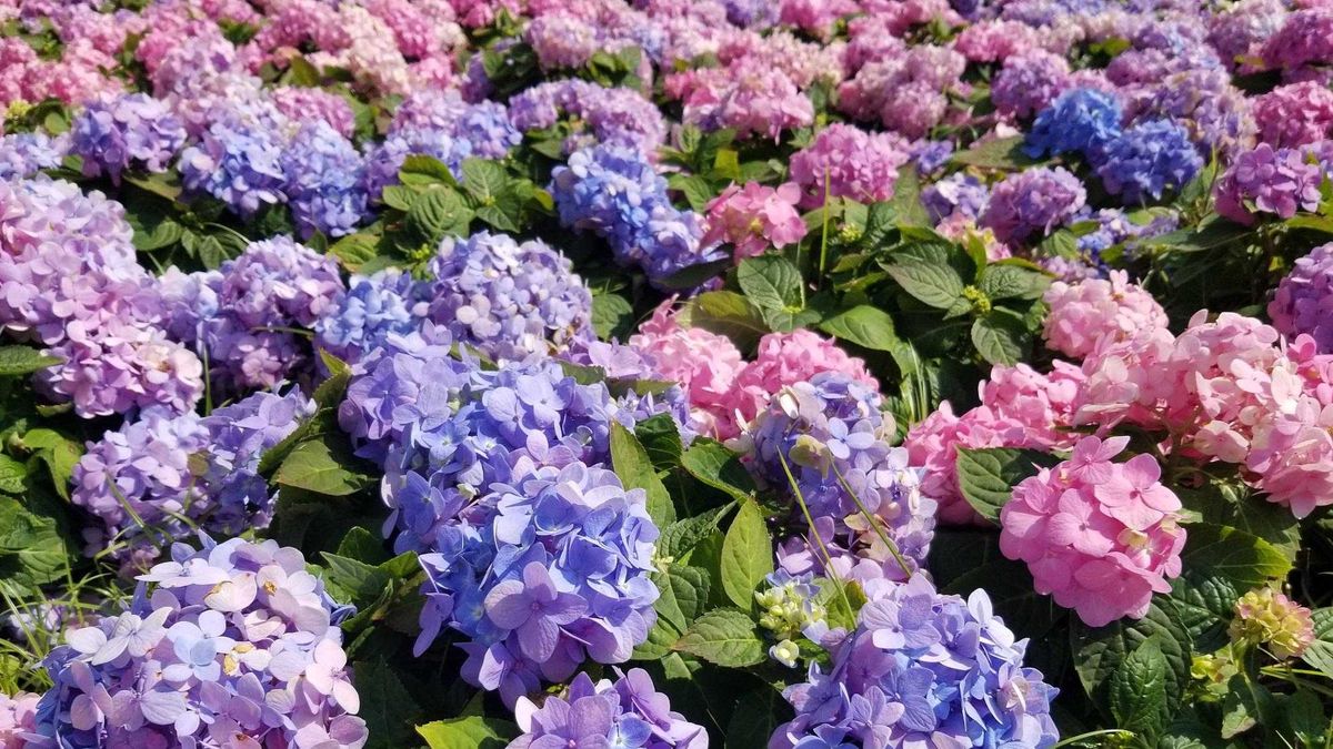 親子好去處, 香港好去處2023, 青衣公園繡球花圃免費打卡, 維園花展收費入場詳情, 親子活動, 香港財經時報