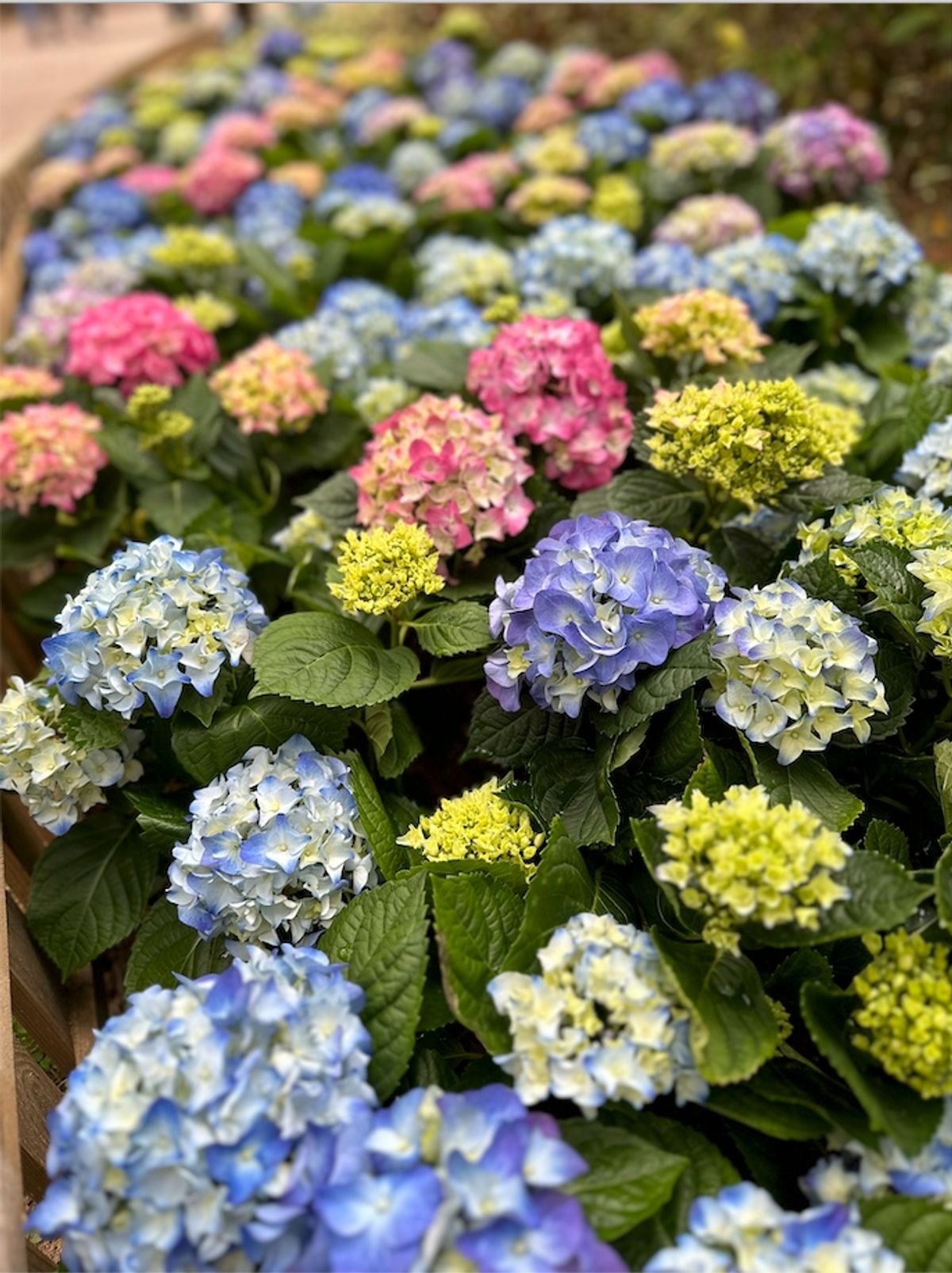 親子好去處, 香港好去處2023, 青衣公園繡球花圃免費打卡, 維園花展收費入場詳情, 親子活動, 香港財經時報