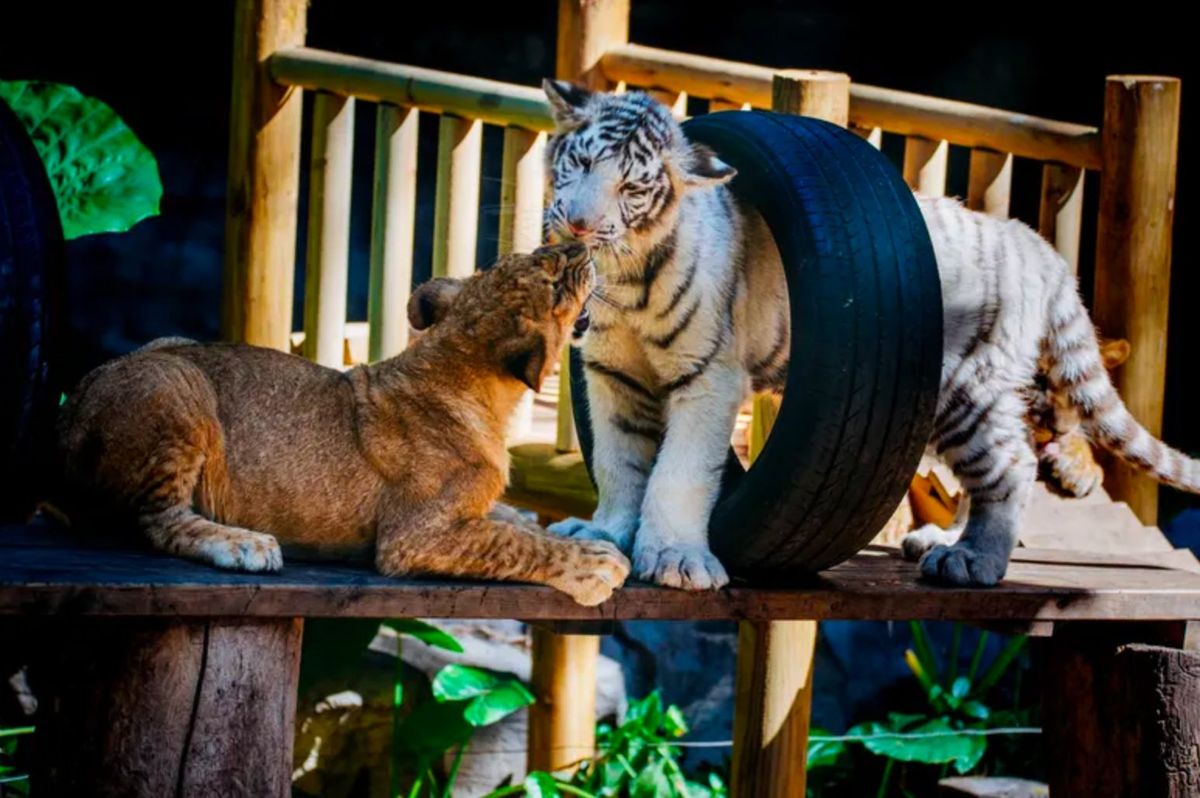 廣州長隆野生動物世界