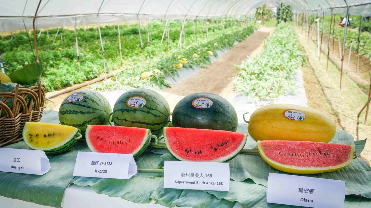 香港好去處｜漁護署2023本地有機西瓜節：攤位遊戲＋買西瓜送禮物