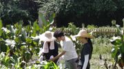 漁農自然護理署招聘｜合約農林督察月薪19K｜須持有相關學歷證明｜入職條件＋申請方法