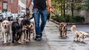 犬隻糞便弄污街道罰3000元！新罰款金額生效近1個月未發過罰單｜附繳交罰款方法