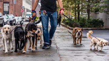 犬隻糞便弄污街道罰3000元, 新罰款金額生效近1個月未發過罰單, 繳交罰款方法, 香港財經時報