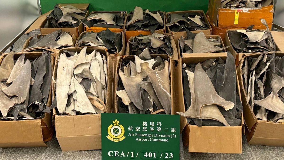 香港海關偵破旅客攜帶懷疑受管制乾魚翅案件！估計市值約130萬
