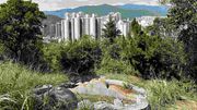政府對山邊非法殯葬採執管行動！料兩天內移除7個非法墳墓、金塔屋及金塔