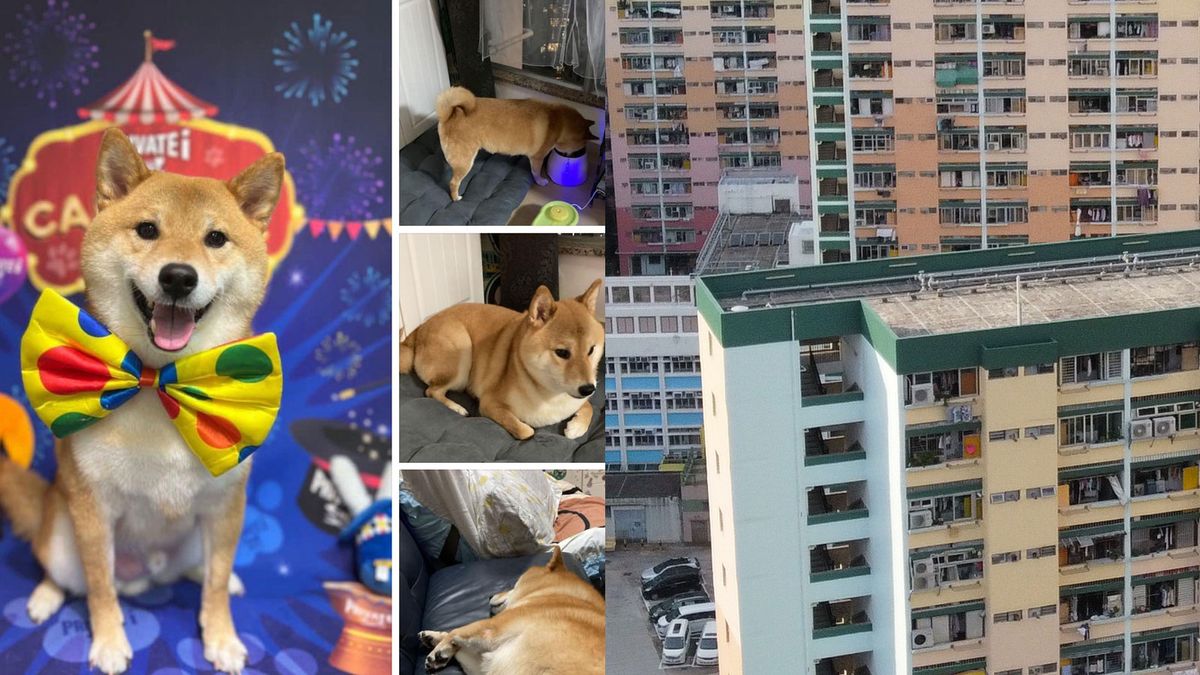 網民熱話｜港女帶愛犬搬入男友公屋、遭房署洗樓抽查兼迫走