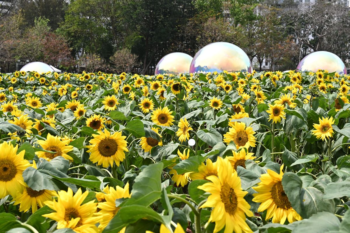 香港花卉展覽2024, 花展, 一連10日, 維園舉行, 5個打卡位, 每晚3場燈光秀, hkbt, 香港財經時報