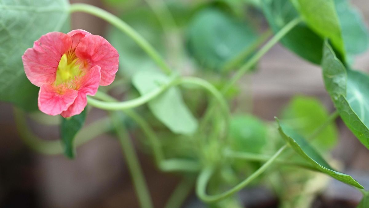 旱金蓮又稱金蓮花, 香港財經時報