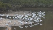 全國生態日2024｜8月15日起、5項活動＋優惠：濕地公園免費開放！