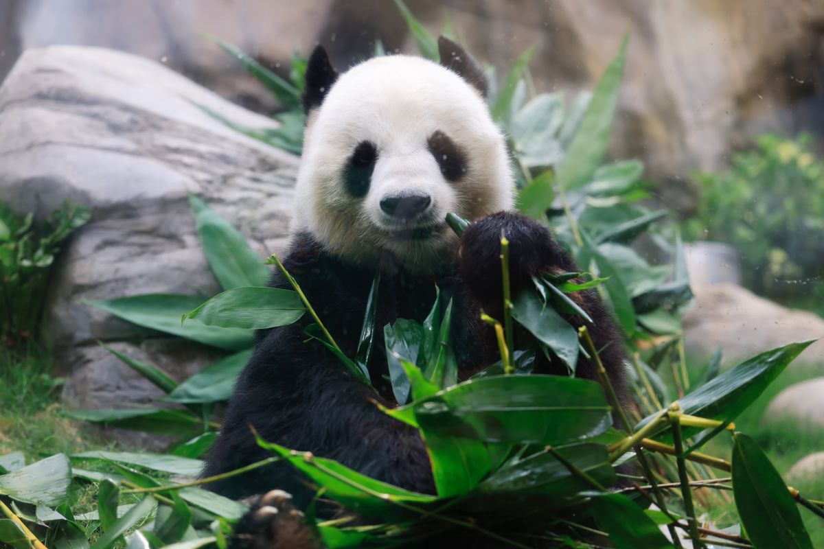 大熊貓, 盈盈, 樂樂, 龍鳳胎, 首對香港出世, 海洋公園, 料數月後見市民, hkbt, 香港財經時報