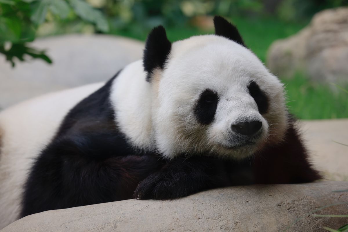 大熊貓, 盈盈, 樂樂, 龍鳳胎, 首對香港出世, 海洋公園, 料數月後見市民, hkbt, 香港財經時報
