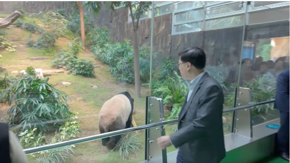 李家超：中央贈香港大熊貓安安可可12月8日海洋公園與公眾見面