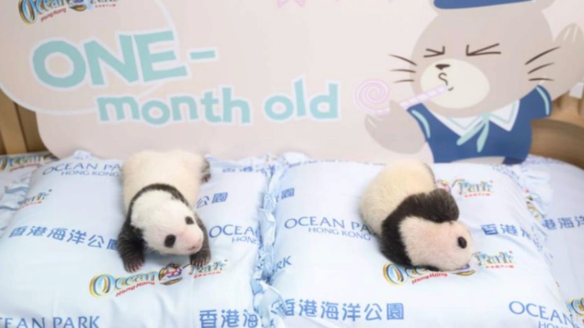 海洋公園, 熊貓, hkbt, 香港財經時報