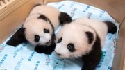 海洋公園熊貓雙胞胎：全城投入熊貓熱潮！百日慶典喜悦分享