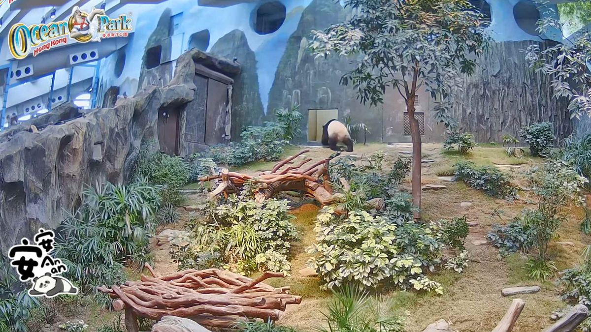 海洋公園每天直播大熊貓安安可可生活實況｜直播時間表＋直播連結