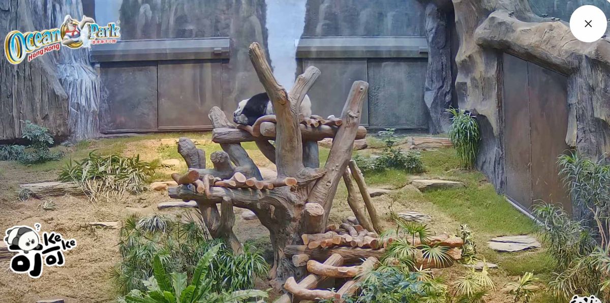 海洋公園每天直播大熊貓安安可可生活實況, 直播時間表, 直播連結, 香港財經時報